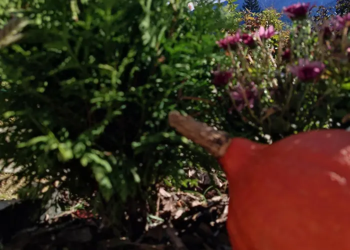 Bystry كوشتيليسكا