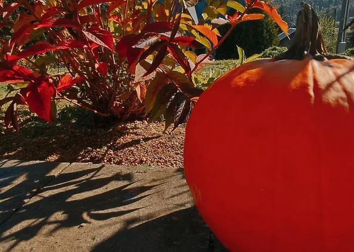 Bystry * 考斯赛力克